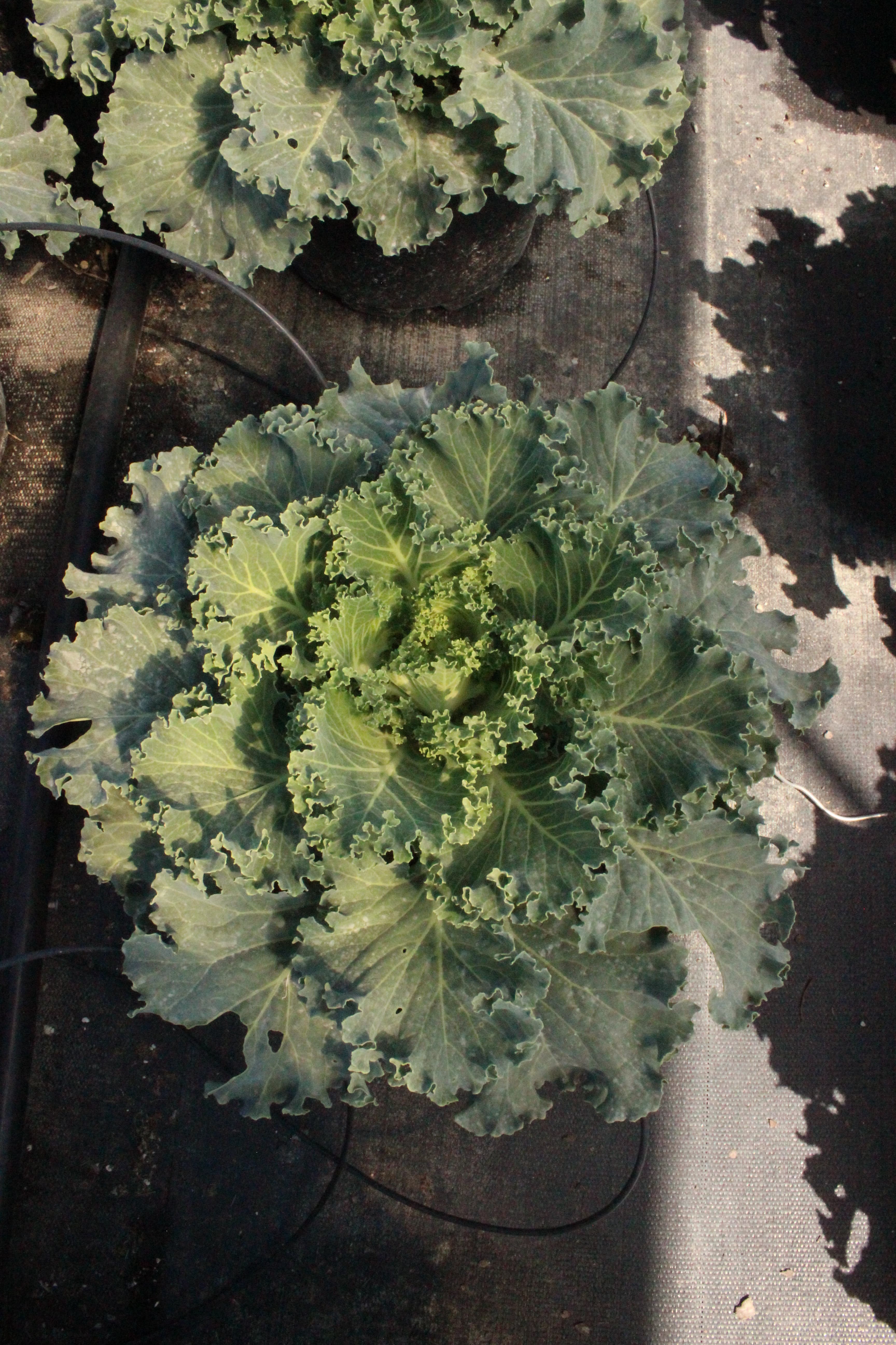 9" Ornamental Kale Nagoya White