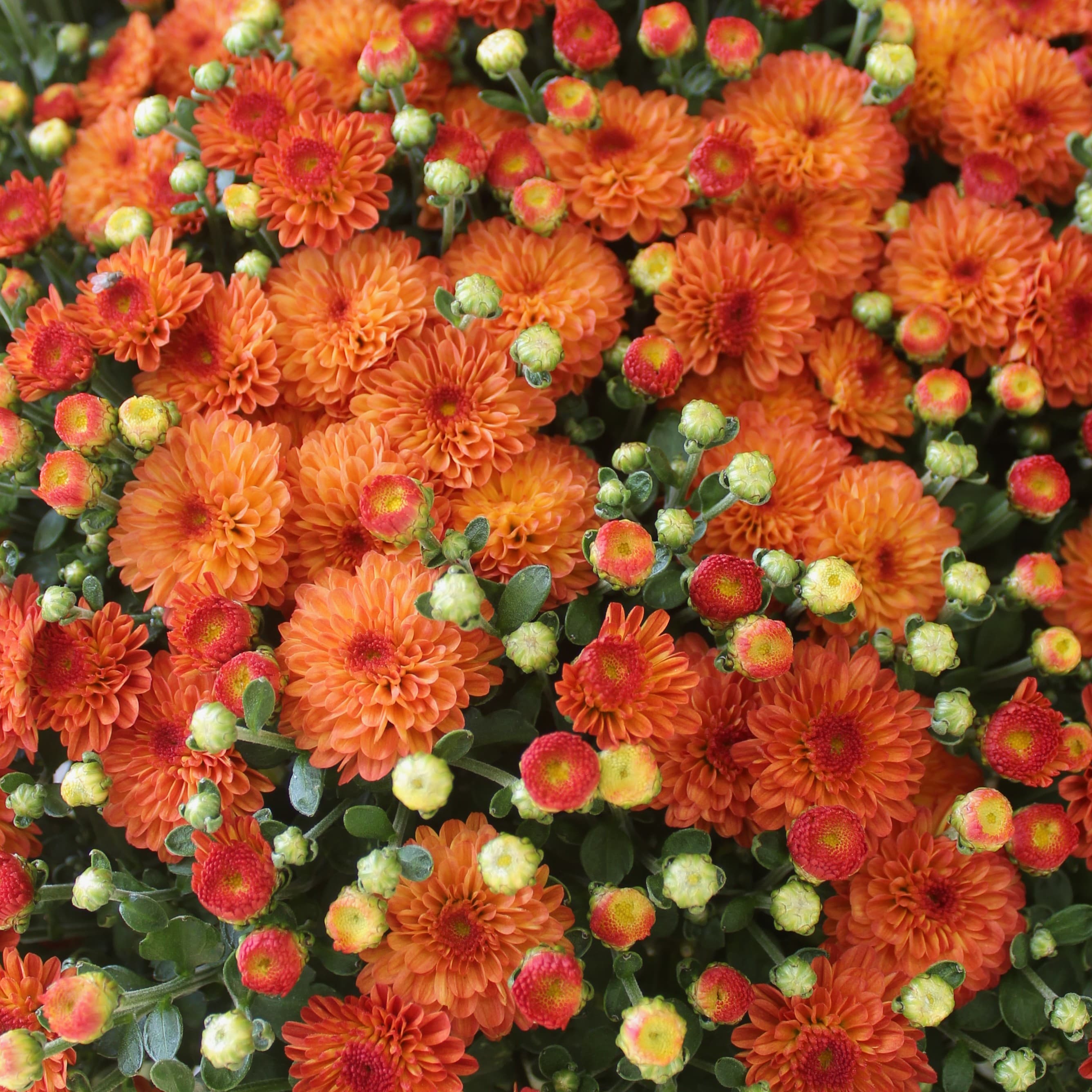 9" Garden Mum Orange/Bronze