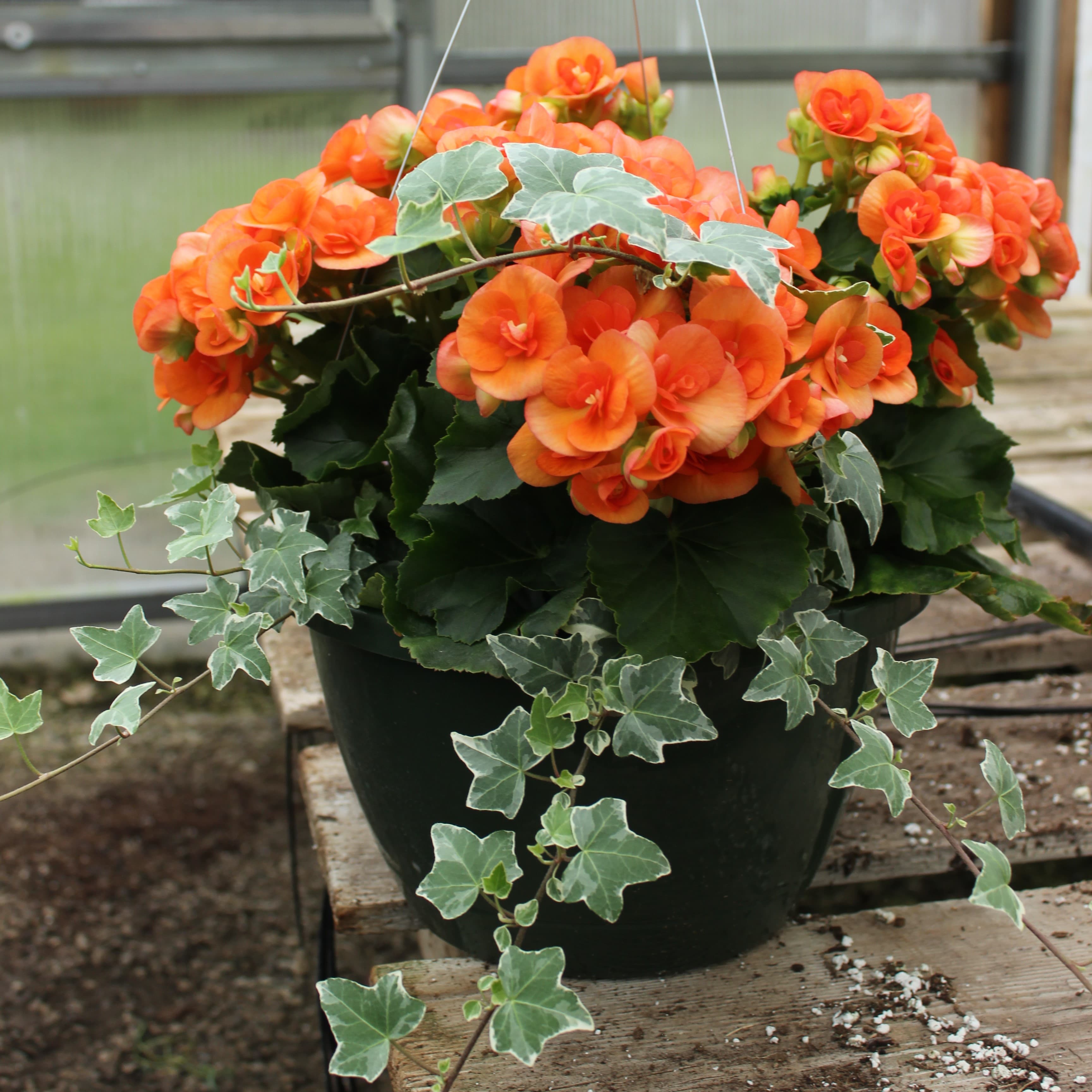 10" Orange Begonia & Ivy Combo Basket