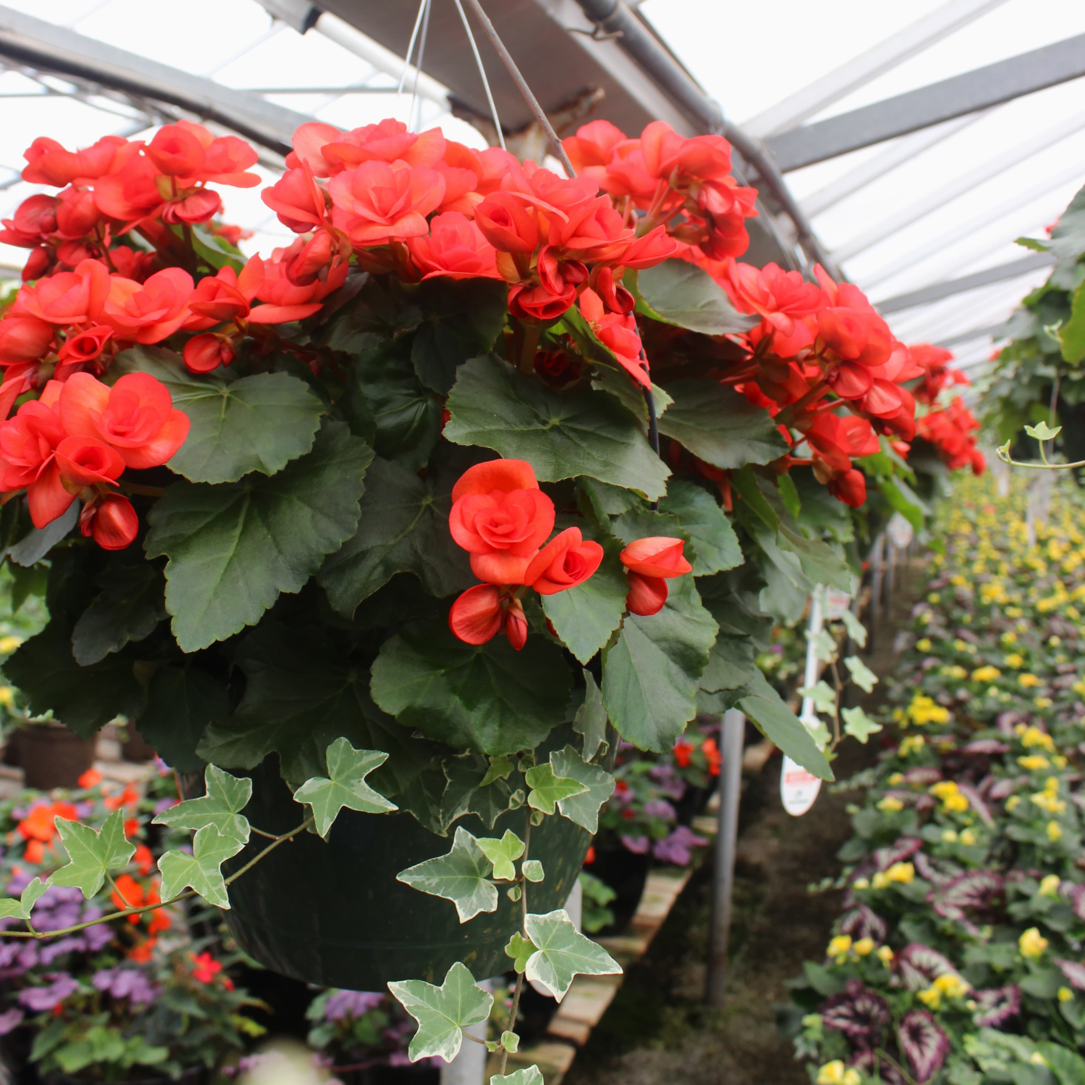 10" Red Begonia & Ivy Combo Basket