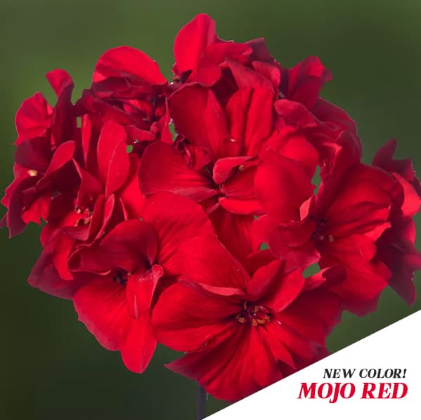 10" Dark Red Geranium Combo Basket