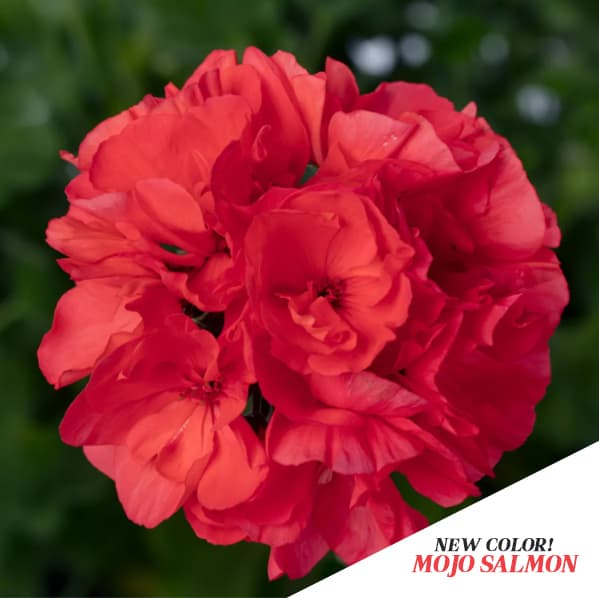 10" Salmon Geranium Combo Basket