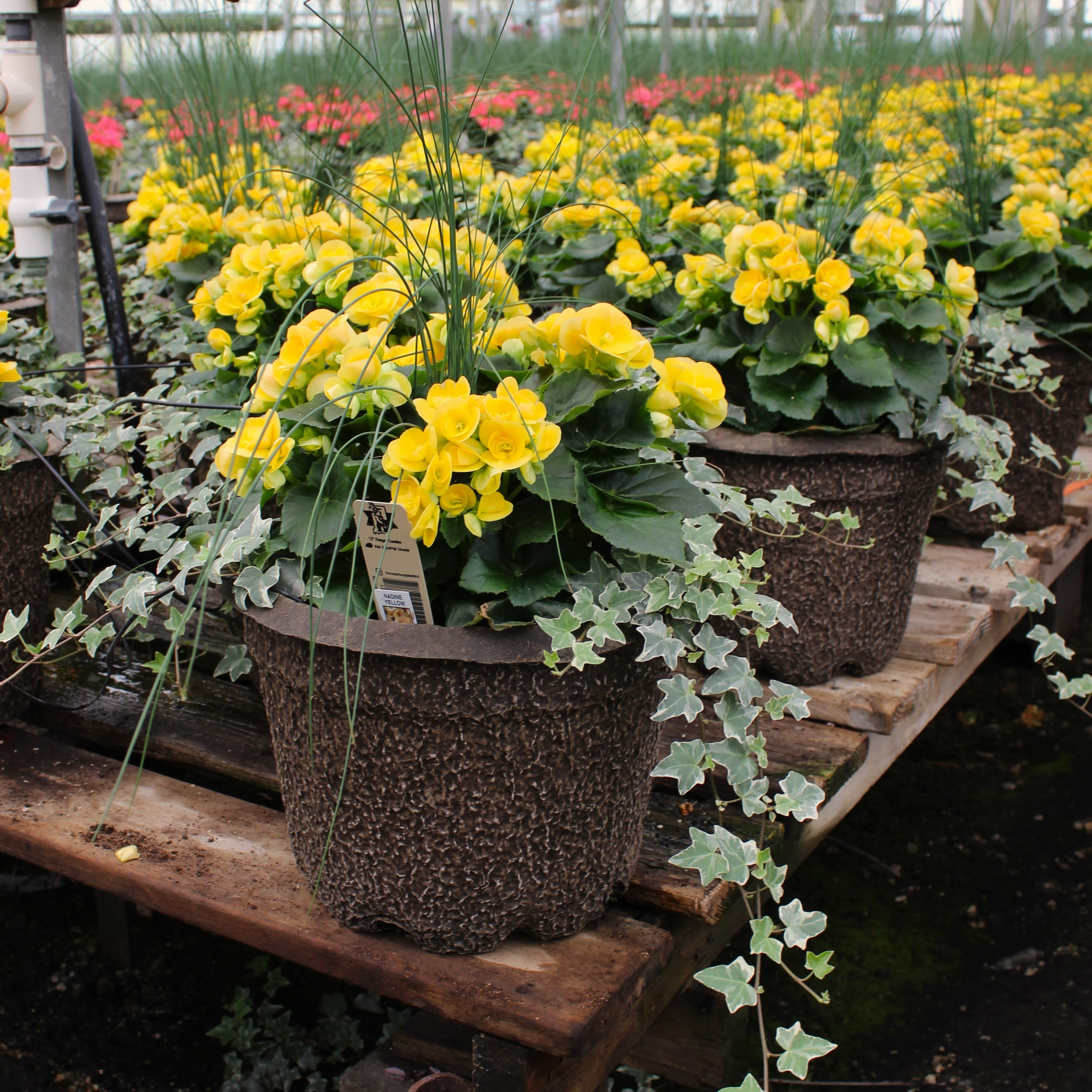 12" Yellow Reiger Begonia Combo Planter