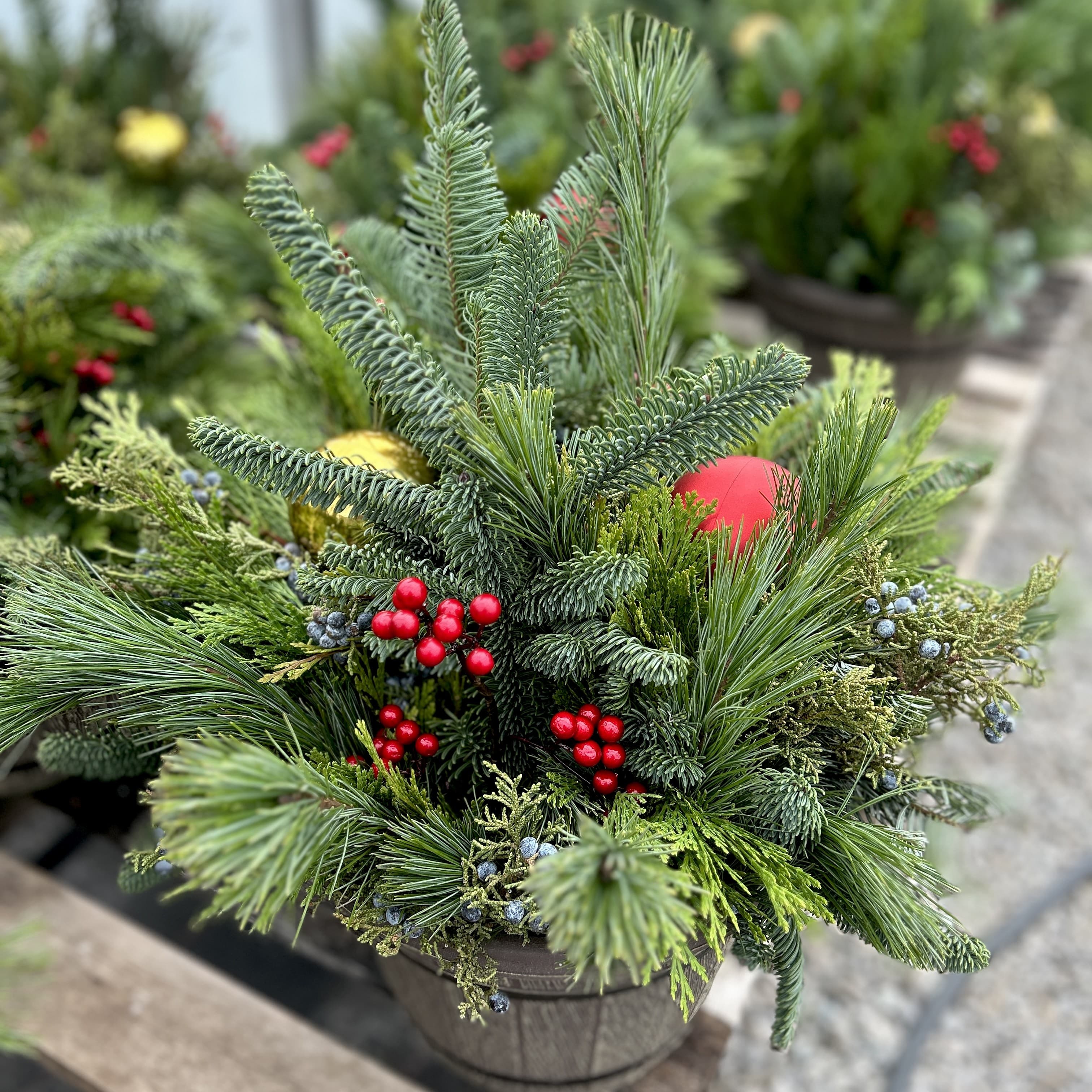 Holiday Evergreen Porch Pot